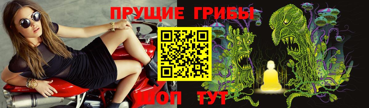 Галлюциногенные грибы Psilocybe Будённовск